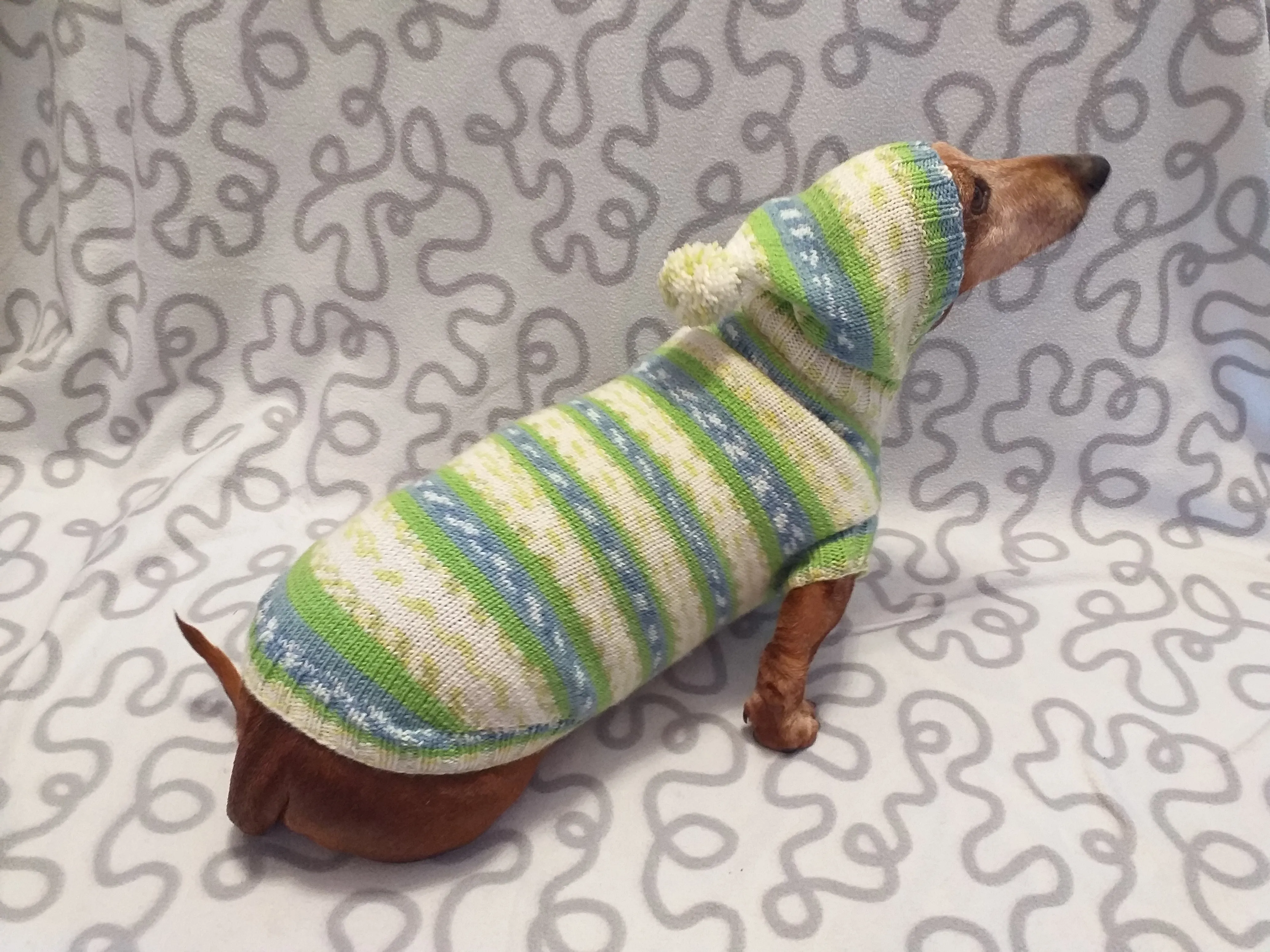 Clothing for dachshund or small dog with sweater with hoodie