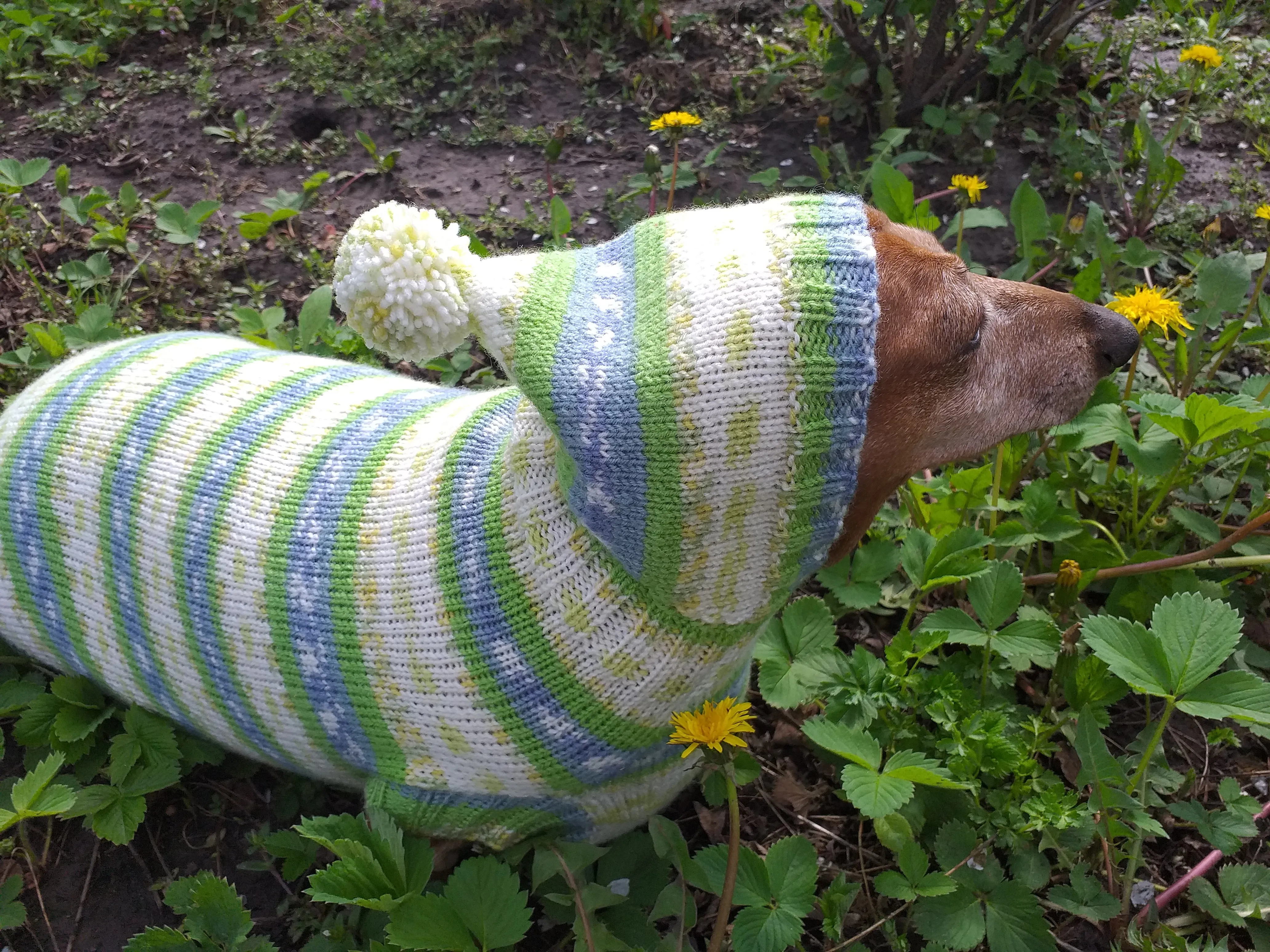 Clothing for dachshund or small dog with sweater with hoodie