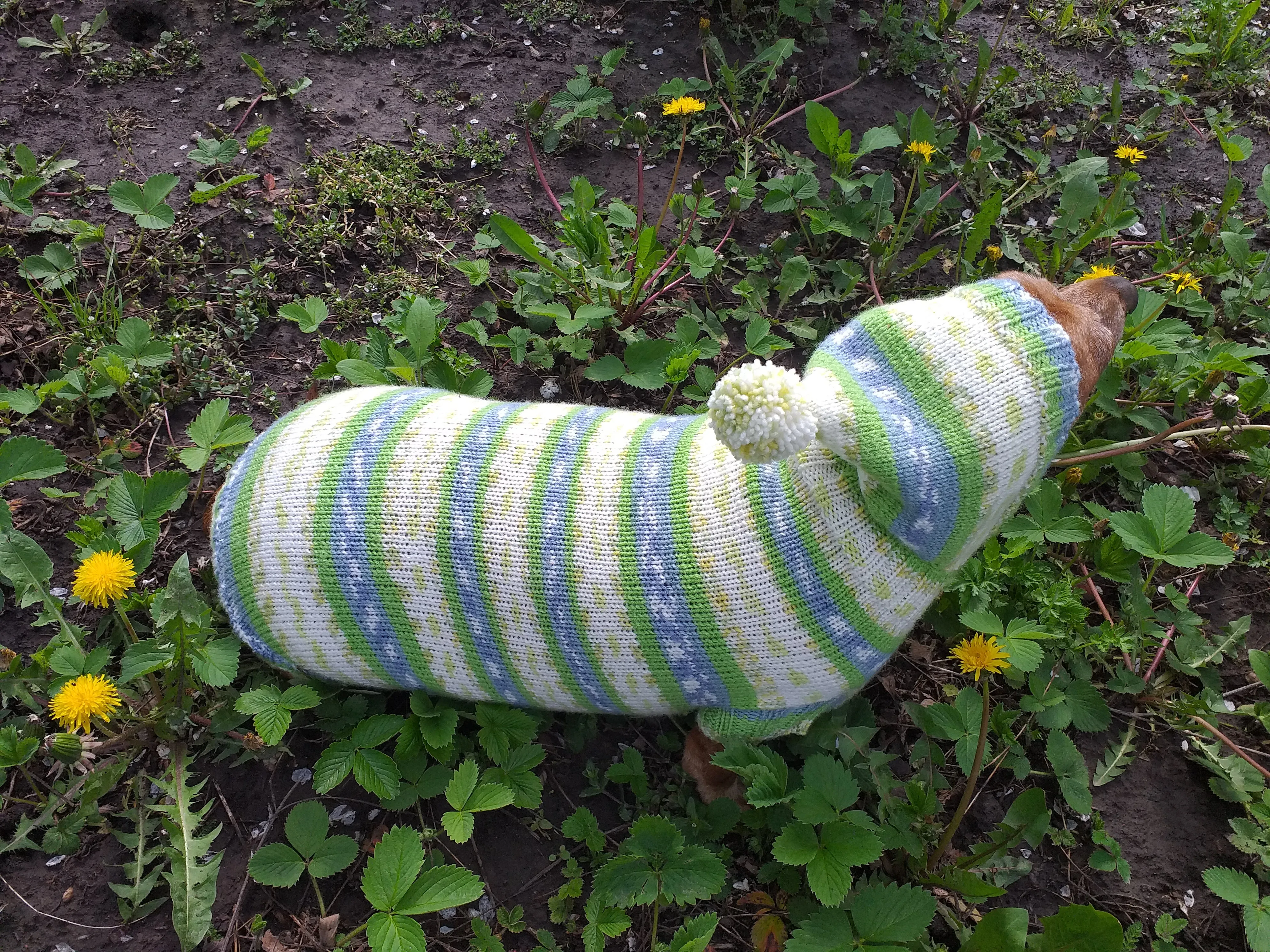 Clothing for dachshund or small dog with sweater with hoodie