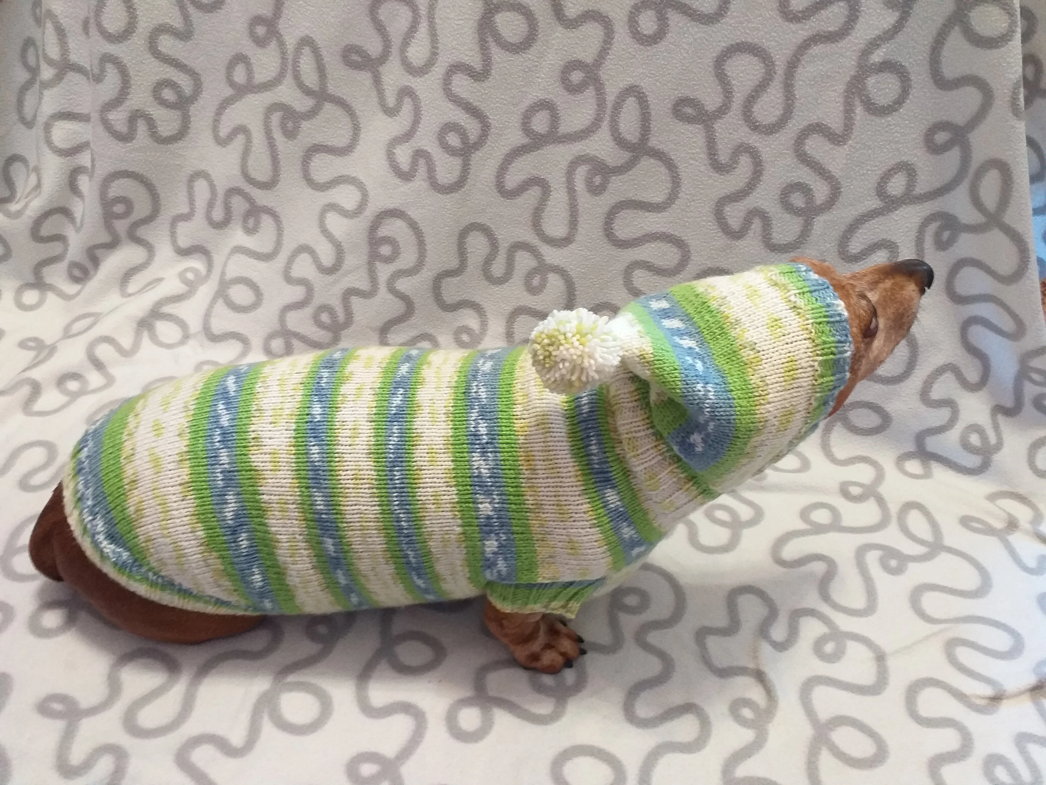 Clothing for dachshund or small dog with sweater with hoodie