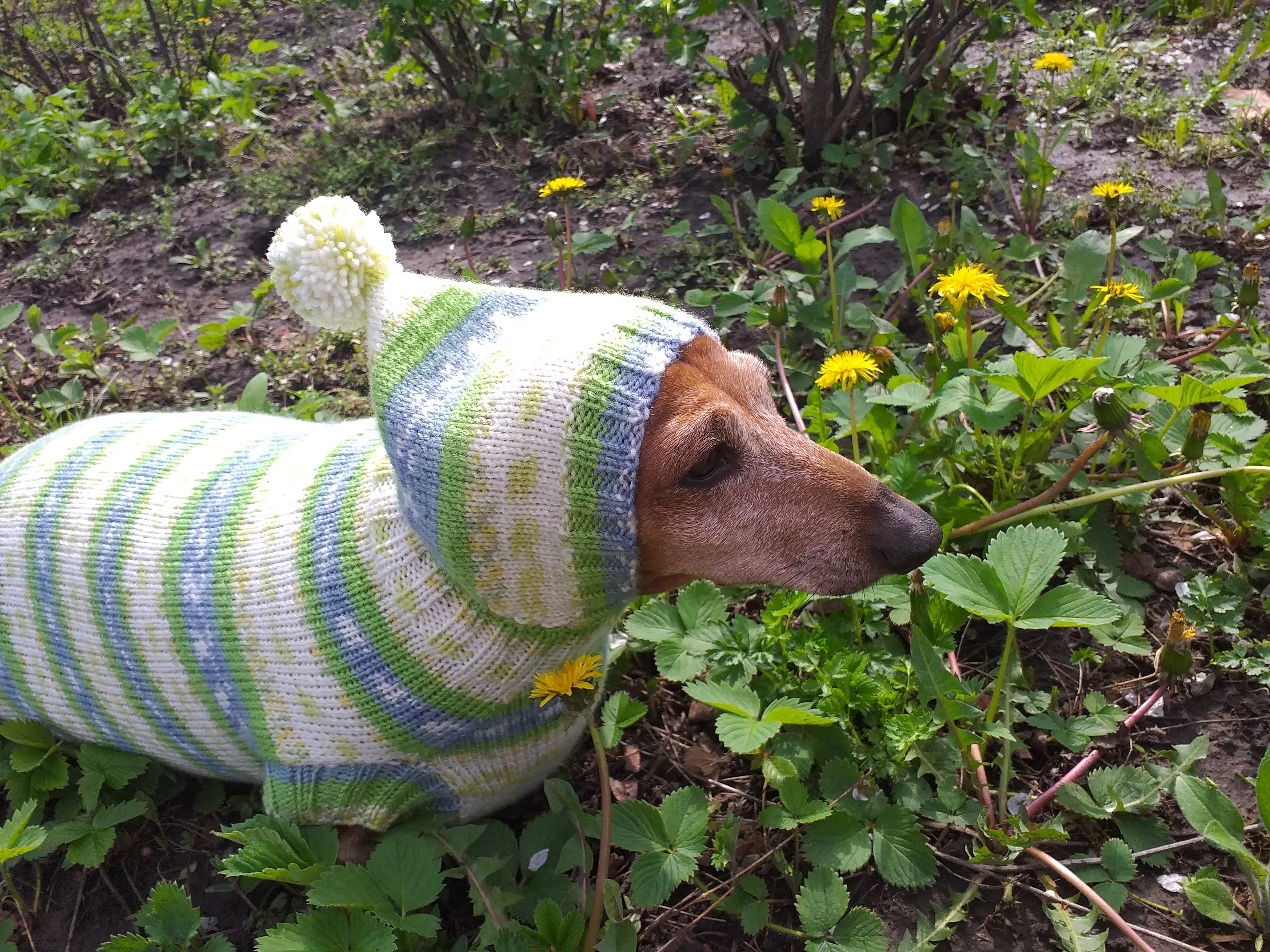 Clothing for dachshund or small dog with sweater with hoodie