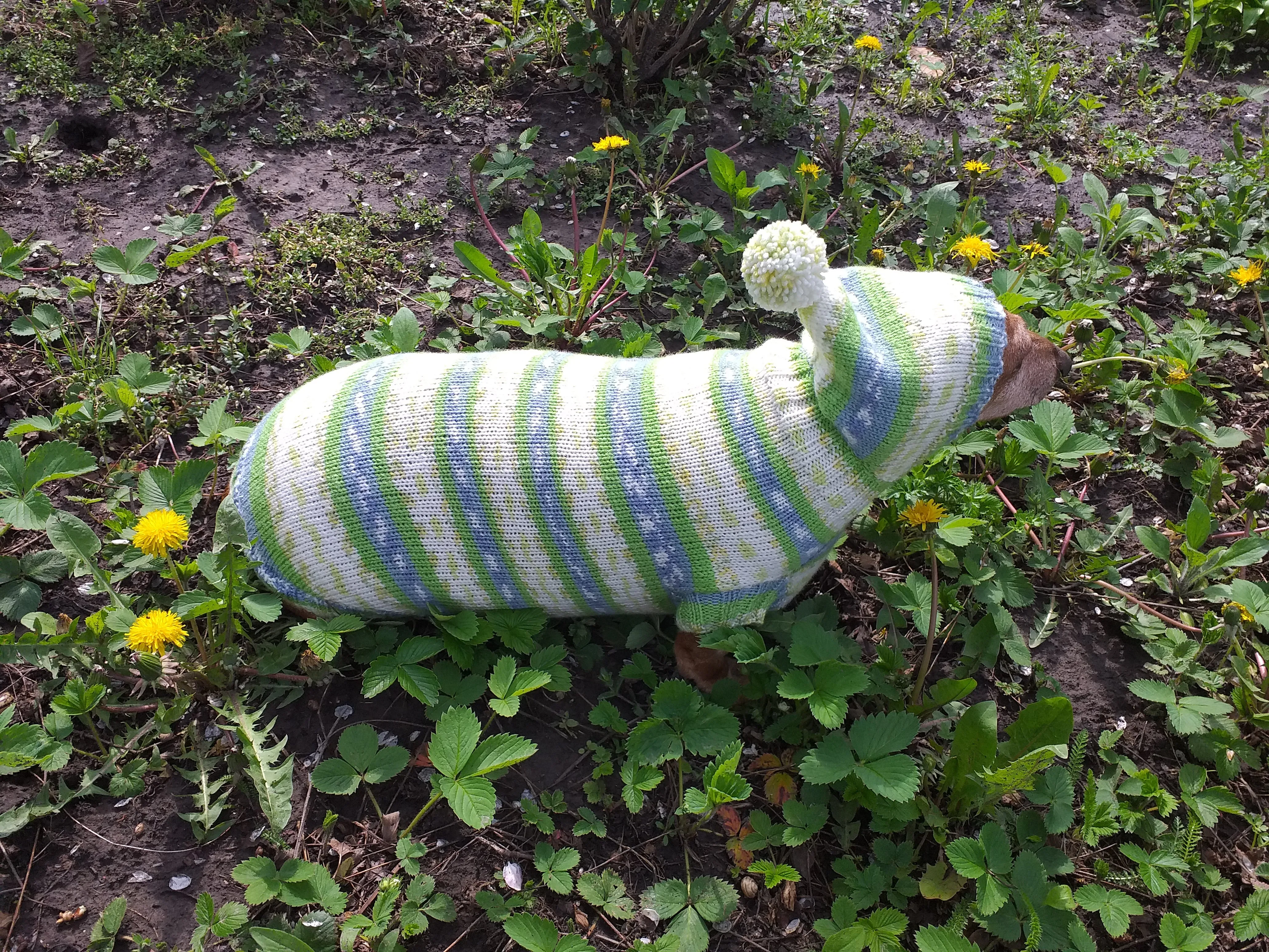 Clothing for dachshund or small dog with sweater with hoodie