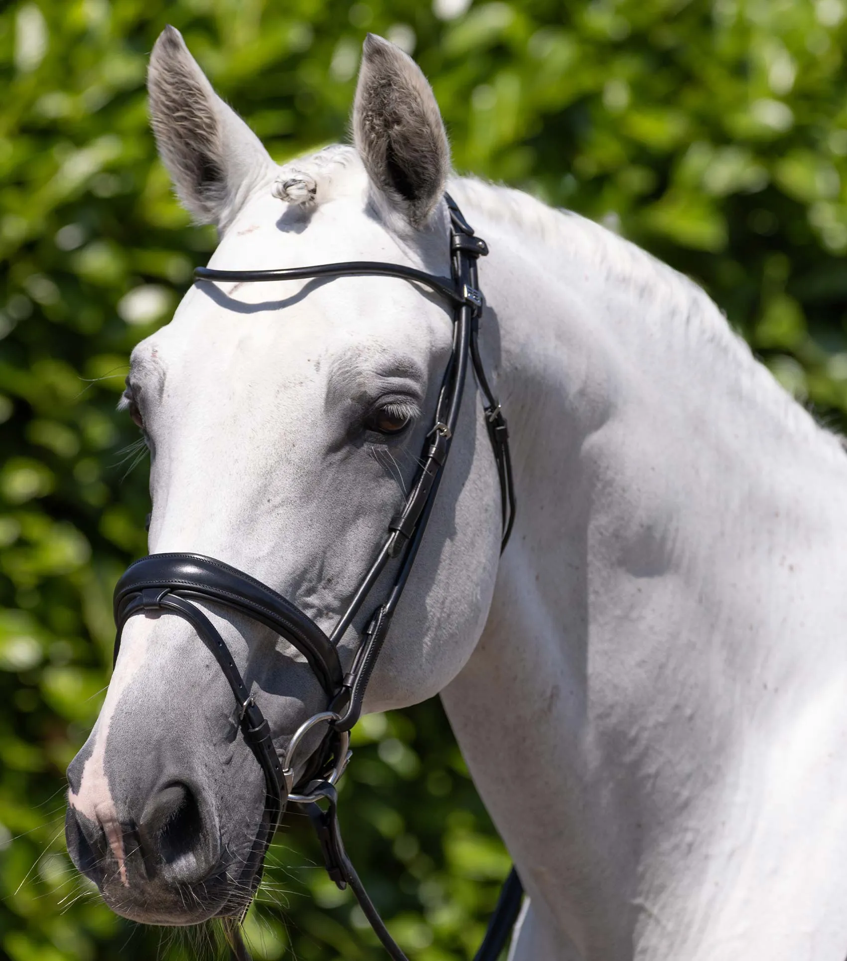 Finetti Rolled Leather Snaffle Bridle Black