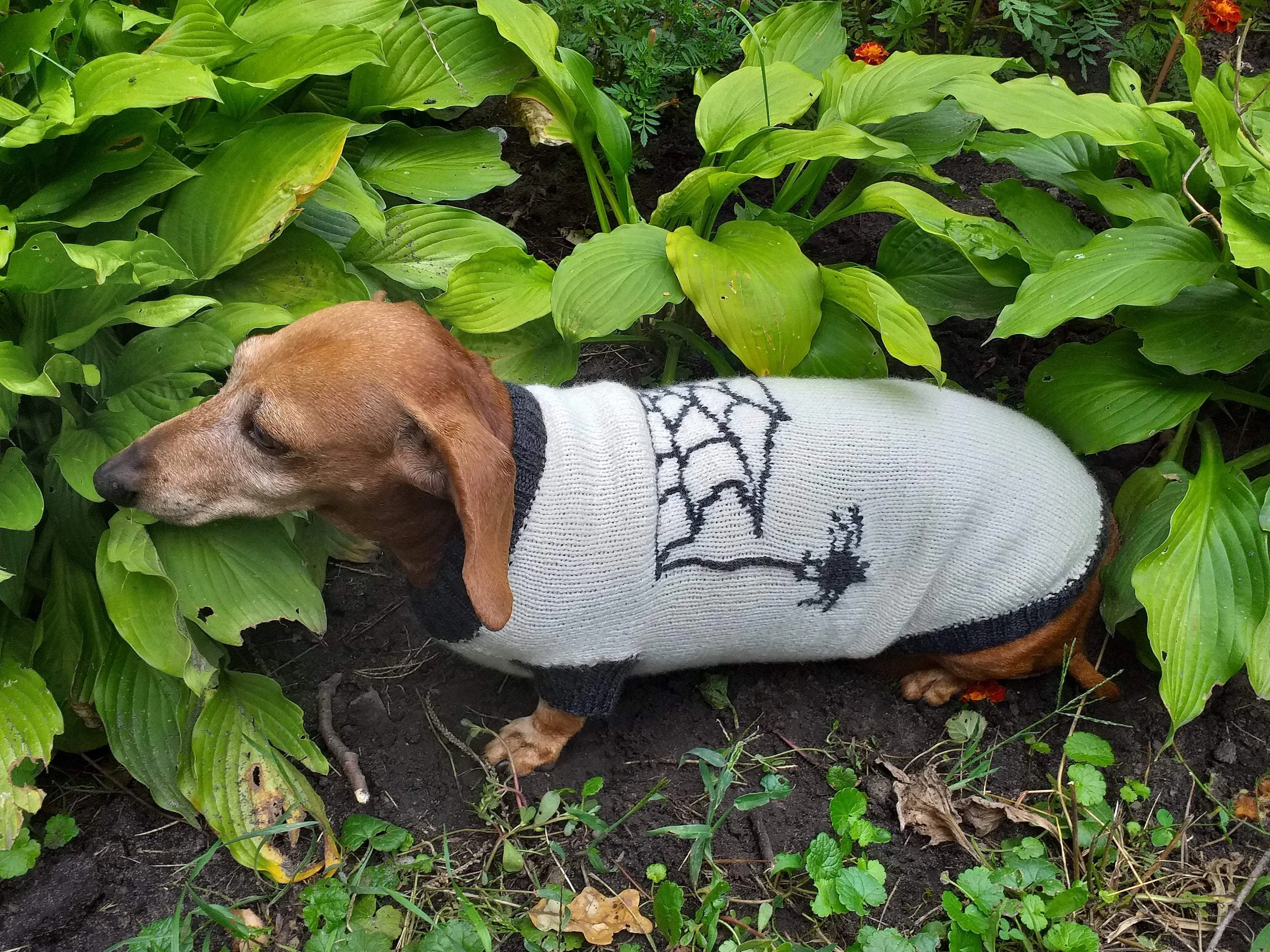 Halloween costume with spider for dachshund dog