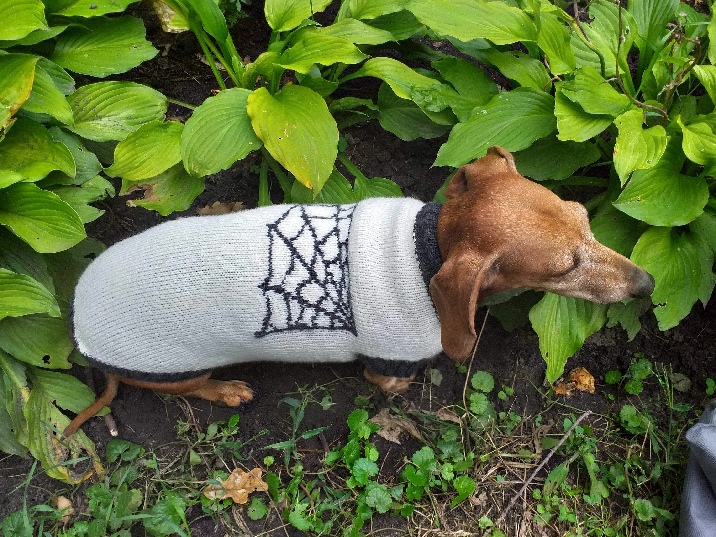 Halloween costume with spider for dachshund dog