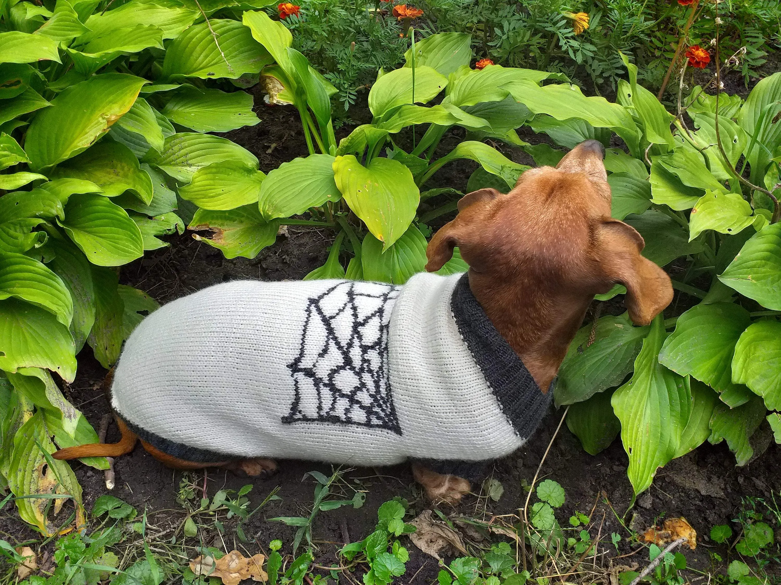 Halloween costume with spider for dachshund dog