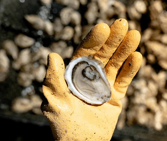 Joly Oysters from Dennis, MA